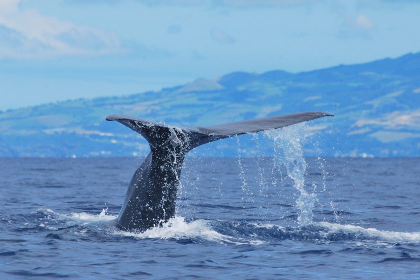 Baleia dos Açores