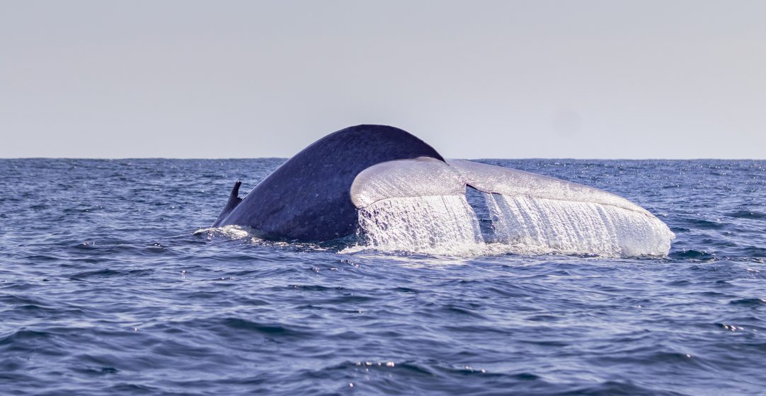 azores Blue whale