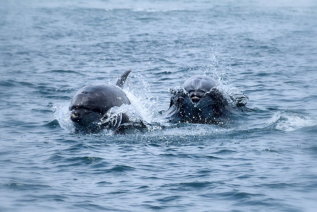 ver golfinhos nos Açores