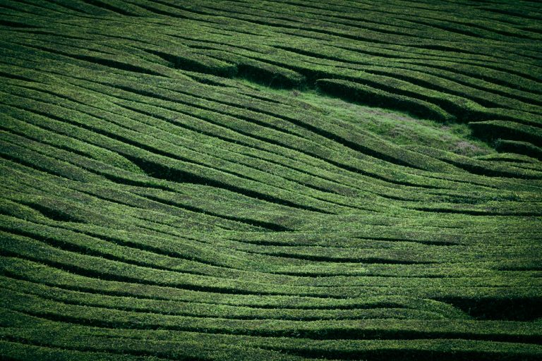 Get to know the Azorean Tea Factories!